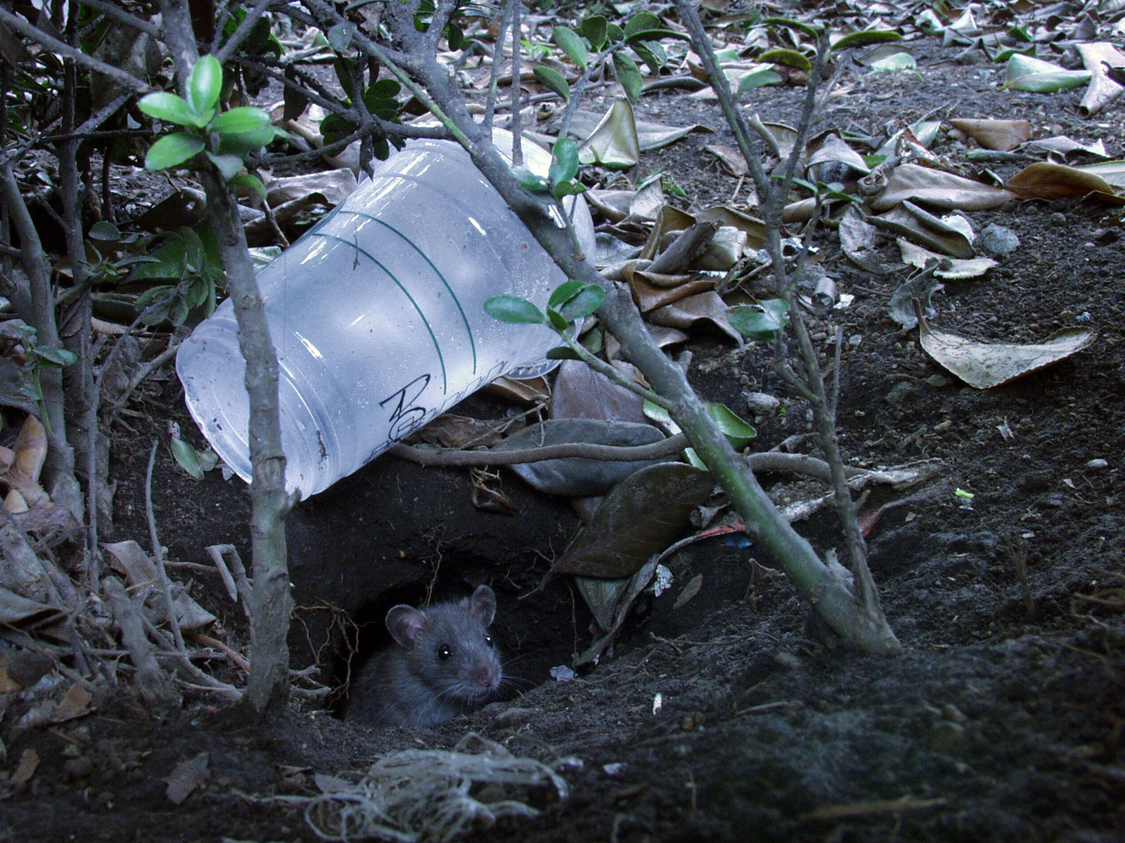 都会で暮らすクマネズミ。プラスチックカップが家の目印?